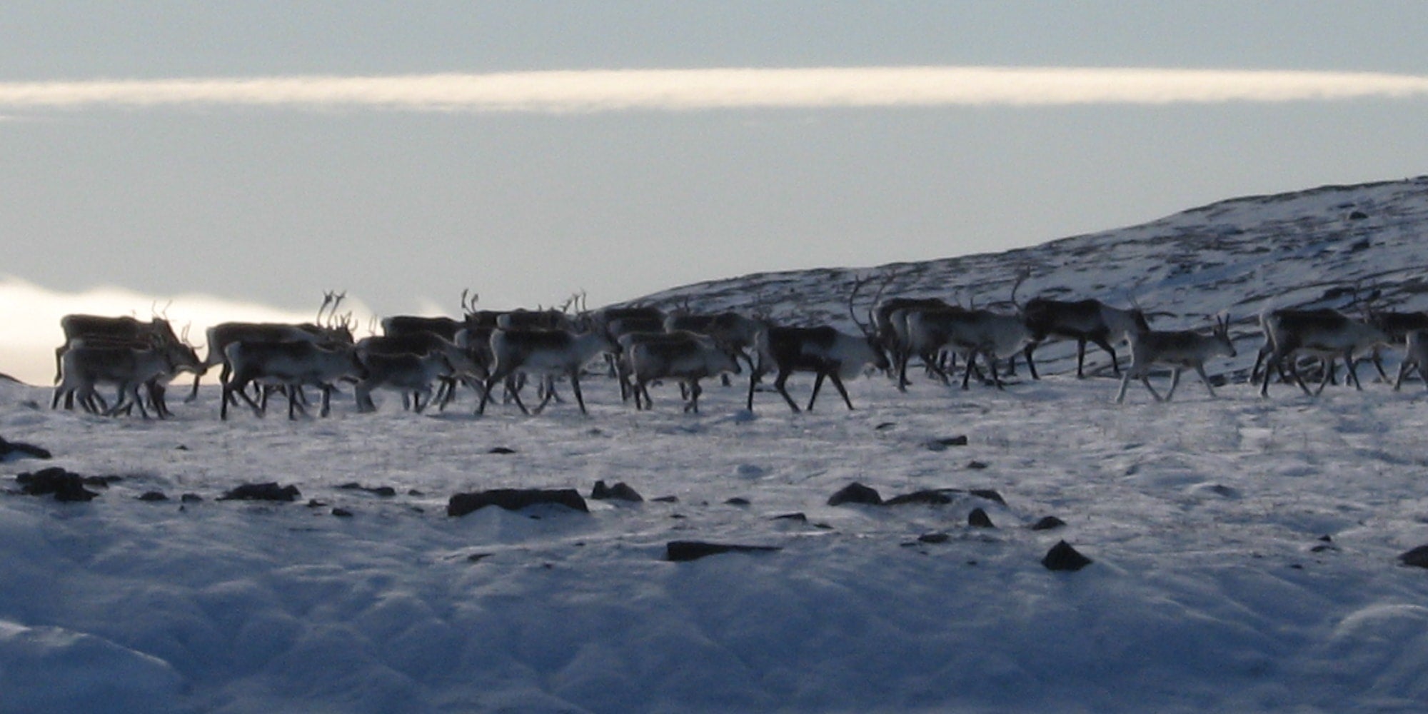 Caribou Hunting Package - Arctic Circle — Parkline Outfitters – Parkline Outfitters